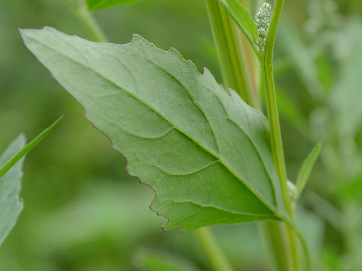 Chenopodium album agg.